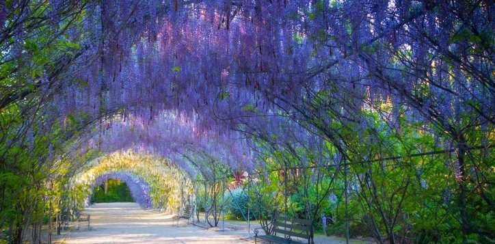 adelaide-botanic-gardens-2